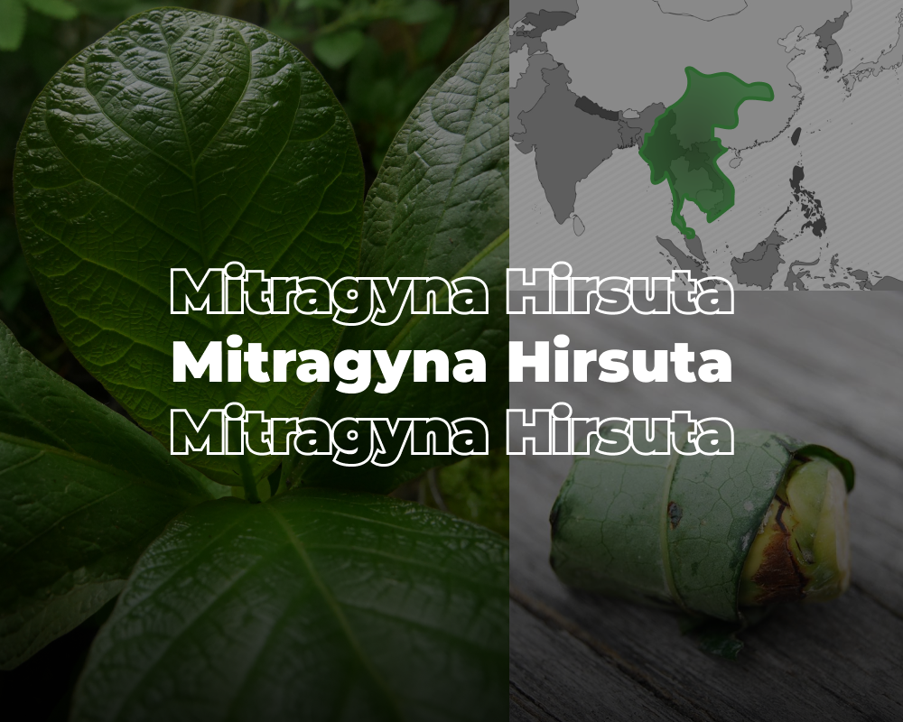 Mitragyna hirsuta – Co to je?